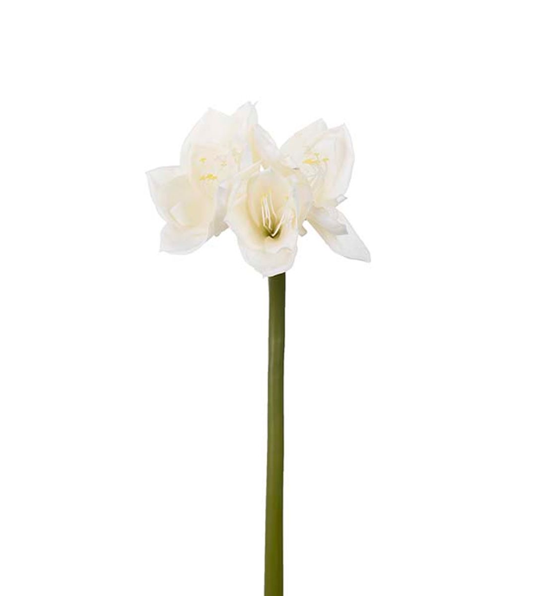 Amaryllis (hvit 60 cm)