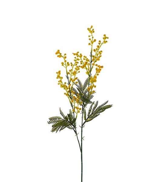 Hovedbilde Mimosa (75 cm) gul