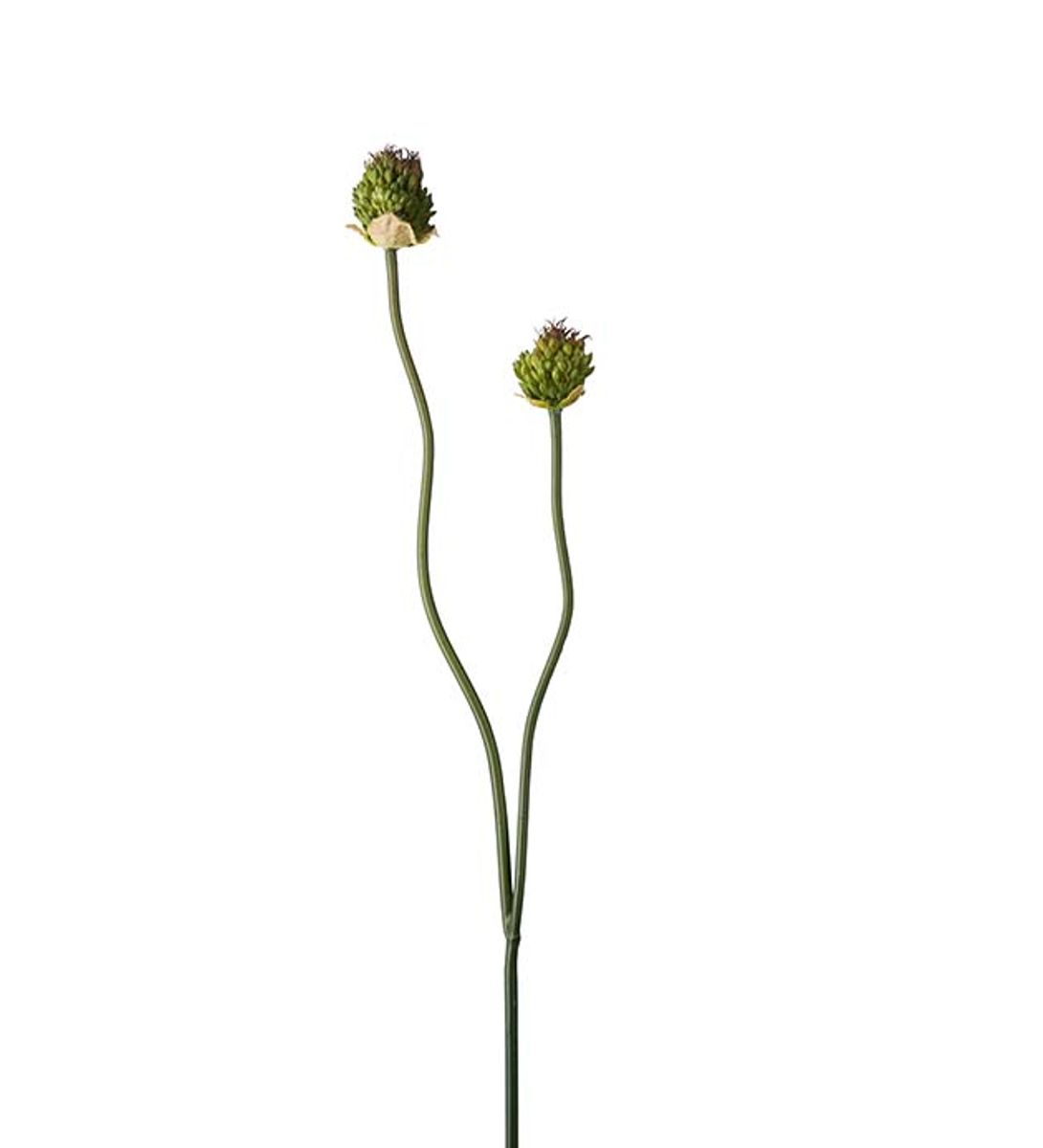 Allium (65 cm) grønn