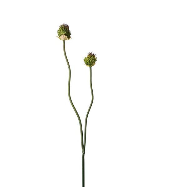 Hovedbilde Allium (65 cm) grønn