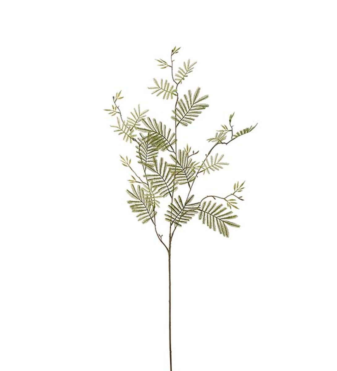 Mimosakvist (110 cm) grønn